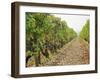 Cabernet Sauvignon Vines with Grapes, Chateau Du Tertre, Margaus, Medoc, Bordeaux, Gironde, France-Per Karlsson-Framed Photographic Print