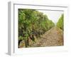 Cabernet Sauvignon Vines with Grapes, Chateau Du Tertre, Margaus, Medoc, Bordeaux, Gironde, France-Per Karlsson-Framed Photographic Print