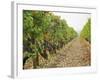 Cabernet Sauvignon Vines with Grapes, Chateau Du Tertre, Margaus, Medoc, Bordeaux, Gironde, France-Per Karlsson-Framed Photographic Print