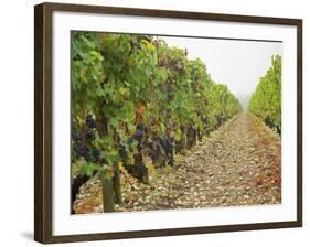 Cabernet Sauvignon Vines with Grapes, Chateau Du Tertre, Margaus, Medoc, Bordeaux, Gironde, France-Per Karlsson-Framed Photographic Print