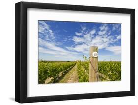 Cabernet Sauvignon Vineyards, Pepper Bridge Winery, Washington, USA-Richard Duval-Framed Photographic Print