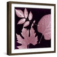 Cabernet Sunprint Leaves-Dan Zamudio-Framed Art Print