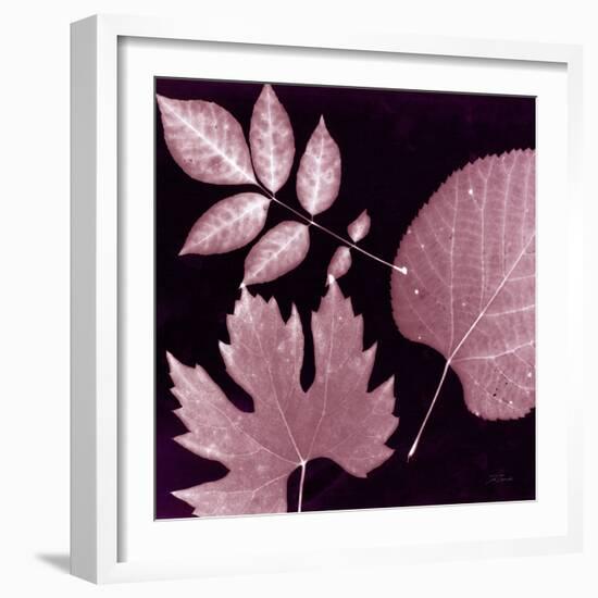 Cabernet Sunprint Leaves-Dan Zamudio-Framed Art Print