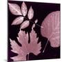 Cabernet Sunprint Leaves-Dan Zamudio-Mounted Art Print