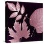 Cabernet Sunprint Leaves-Dan Zamudio-Stretched Canvas