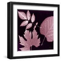 Cabernet Sunprint Leaves-Dan Zamudio-Framed Art Print