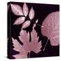 Cabernet Sunprint Leaves-Dan Zamudio-Stretched Canvas