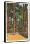 Cabin in Northern Pines, Minnesota-null-Framed Stretched Canvas
