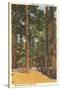 Cabin in Northern Pines, Minnesota-null-Stretched Canvas