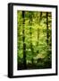 Cabin in the Woods-Philippe Sainte-Laudy-Framed Photographic Print