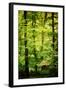 Cabin in the Woods-Philippe Sainte-Laudy-Framed Photographic Print