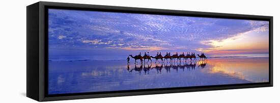 Cable Beach Camels-Wayne Bradbury-Framed Stretched Canvas