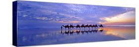 Cable Beach Camels-Wayne Bradbury-Stretched Canvas