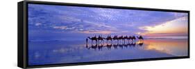 Cable Beach Camels-Wayne Bradbury-Framed Stretched Canvas