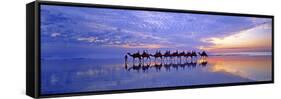 Cable Beach Camels-Wayne Bradbury-Framed Stretched Canvas