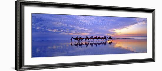 Cable Beach Camels-Wayne Bradbury-Framed Photographic Print