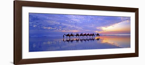 Cable Beach Camels-Wayne Bradbury-Framed Photographic Print