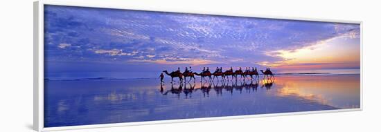 Cable Beach Camels-Wayne Bradbury-Framed Photographic Print