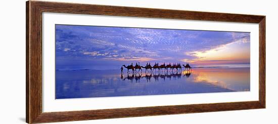 Cable Beach Camels-Wayne Bradbury-Framed Photographic Print