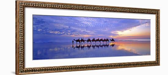 Cable Beach Camels-Wayne Bradbury-Framed Photographic Print