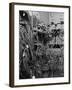 Cables on Early Computer-Jerry Cooke-Framed Photographic Print