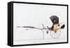 Cabriolet-null-Framed Stretched Canvas