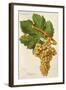 Cabugueiro Grape-J. Troncy-Framed Giclee Print