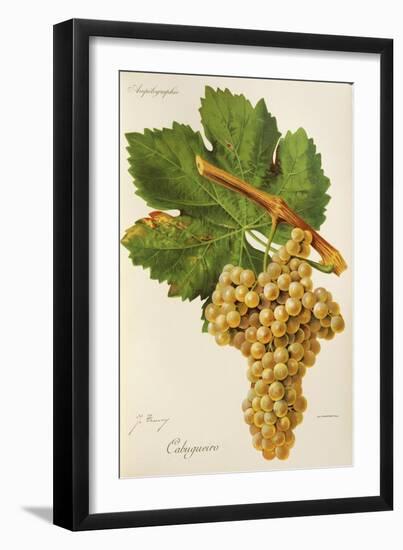 Cabugueiro Grape-J. Troncy-Framed Giclee Print