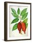 Cacao, from a Manuscript on Plants and Civilization in the Antilles, circa 1686-Charles Plumier-Framed Giclee Print