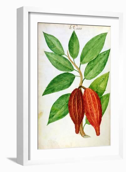 Cacao, from a Manuscript on Plants and Civilization in the Antilles, circa 1686-Charles Plumier-Framed Giclee Print