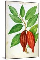 Cacao, from a Manuscript on Plants and Civilization in the Antilles, circa 1686-Charles Plumier-Mounted Giclee Print