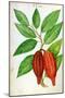 Cacao, from a Manuscript on Plants and Civilization in the Antilles, circa 1686-Charles Plumier-Mounted Giclee Print