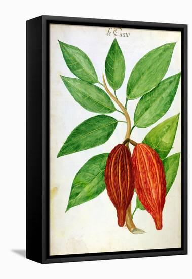 Cacao, from a Manuscript on Plants and Civilization in the Antilles, circa 1686-Charles Plumier-Framed Stretched Canvas