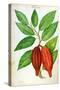 Cacao, from a Manuscript on Plants and Civilization in the Antilles, circa 1686-Charles Plumier-Stretched Canvas