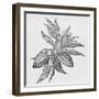 Cacao Fruits (Theobroma Cacao), Woodcut-Middle Temple Library-Framed Photographic Print