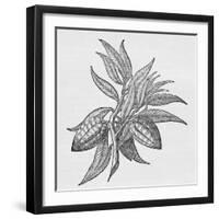 Cacao Fruits (Theobroma Cacao), Woodcut-Middle Temple Library-Framed Photographic Print