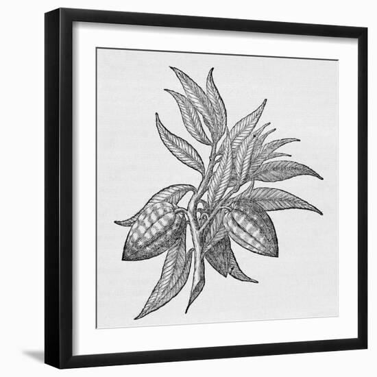 Cacao Fruits (Theobroma Cacao), Woodcut-Middle Temple Library-Framed Photographic Print