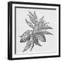 Cacao Fruits (Theobroma Cacao), Woodcut-Middle Temple Library-Framed Photographic Print