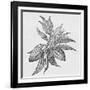 Cacao Fruits (Theobroma Cacao), Woodcut-Middle Temple Library-Framed Photographic Print