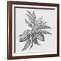 Cacao Fruits (Theobroma Cacao), Woodcut-Middle Temple Library-Framed Photographic Print