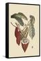 Cacao or Chocolate Tree-Mark Catesby-Framed Stretched Canvas