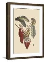 Cacao or Chocolate Tree-Mark Catesby-Framed Art Print