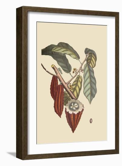 Cacao or Chocolate Tree-Mark Catesby-Framed Art Print
