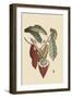 Cacao or Chocolate Tree-Mark Catesby-Framed Art Print