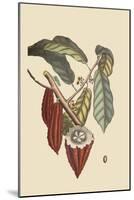 Cacao or Chocolate Tree-Mark Catesby-Mounted Art Print