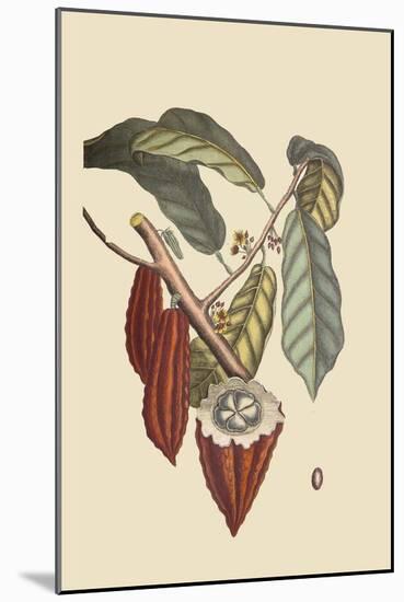 Cacao or Chocolate Tree-Mark Catesby-Mounted Art Print