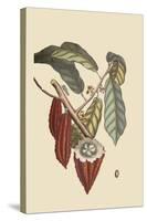 Cacao or Chocolate Tree-Mark Catesby-Stretched Canvas