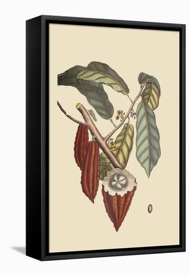 Cacao or Chocolate Tree-Mark Catesby-Framed Stretched Canvas