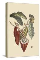 Cacao or Chocolate Tree-Mark Catesby-Stretched Canvas