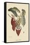 Cacao or Chocolate Tree-Mark Catesby-Framed Stretched Canvas